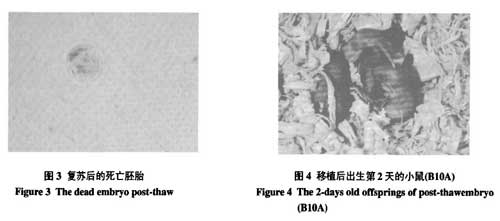 液氮運(yùn)輸罐短期儲存胚胎的可行性研究的結(jié)果